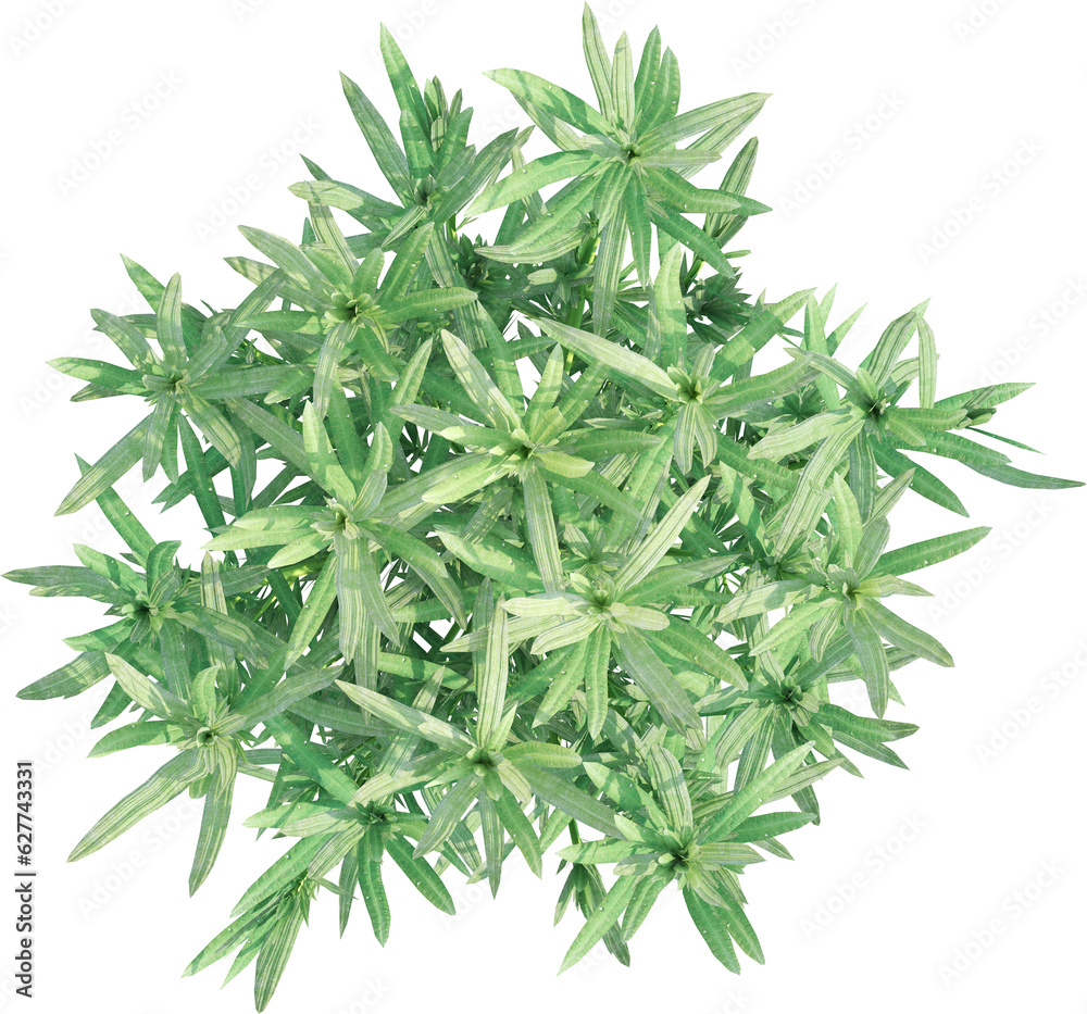 Top view of lavander plant Top view of lavander plant
