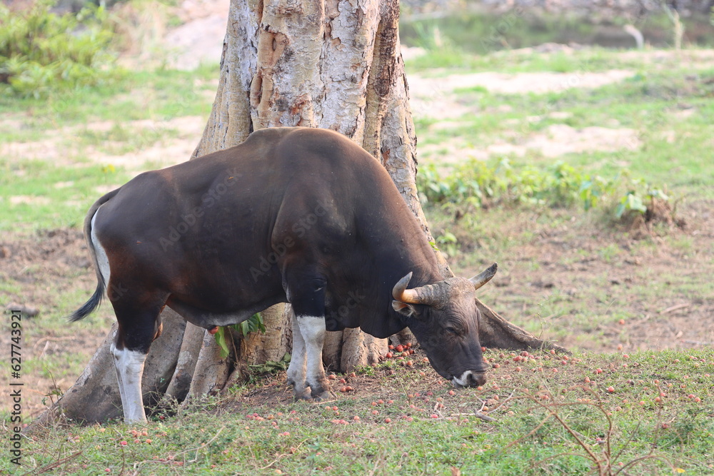 A big black wild bull was eating figs that fell to the ground. A big black wild bull was eating figs that fell to the ground.