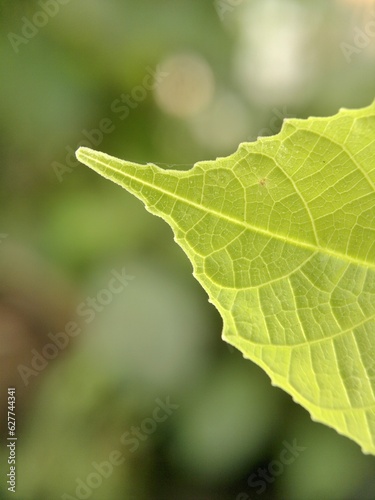 Textured of tropical green leaf 