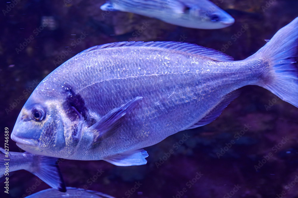 Big gilthead fish swimming in aquarium with other fish. Wild sea and ocean nature and animals theme Big gilthead fish swimming in aquarium with other fish. Wild sea and ocean nature and animals theme