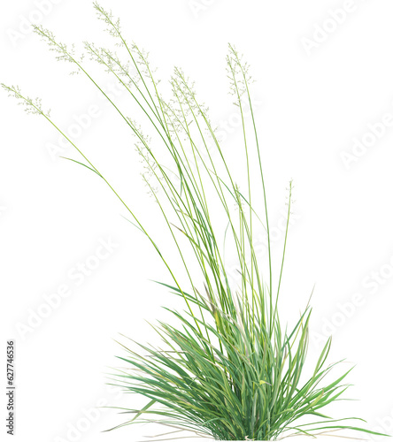 Side view of wild grass