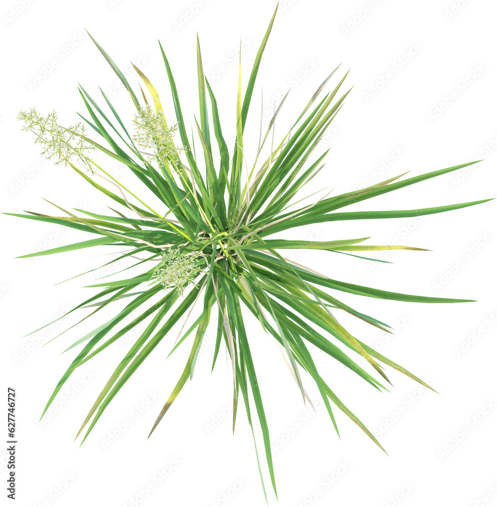 Top view of wild grass Top view of wild grass