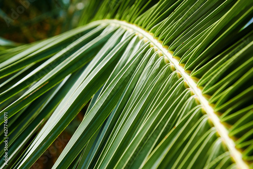 Long palm branch with bright green leaves with lights and shadows. Jungle forest and tropical backgrounds
