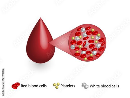 Blood Composition. Platelets, red blood (erythrocytes) and white blood cells (leukocytes). Medical test tube, Glassware or flask. Vector educational illustration.