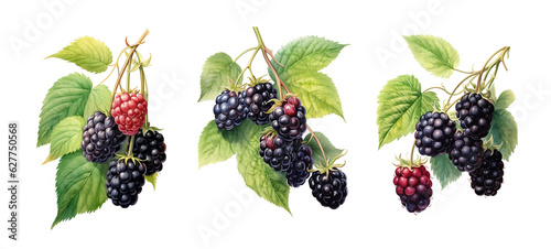 Watercolor blackberry set . Generative AI