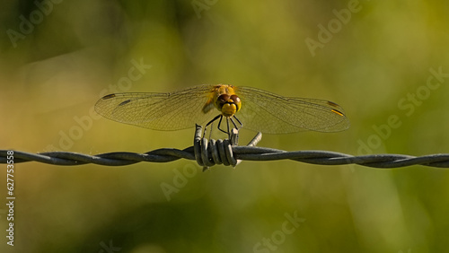 Female nomad darter sitting on barbed wire, selective focus with green bokeh background, frontal view - Sympetrum fonscolombii photo