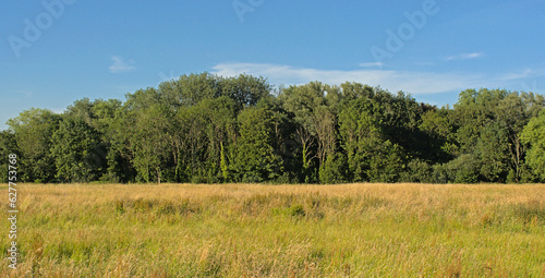 Summer meadow and forest in Bourgoyen nature reserve, Ghent, Flanders, Belgium