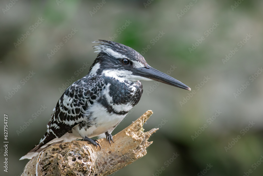 Fototapeta premium Pied Kingfisher