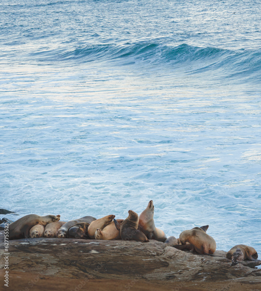 Fototapeta premium California Sea Lions Zalophus californianus in La Jolla, San Diego, California 