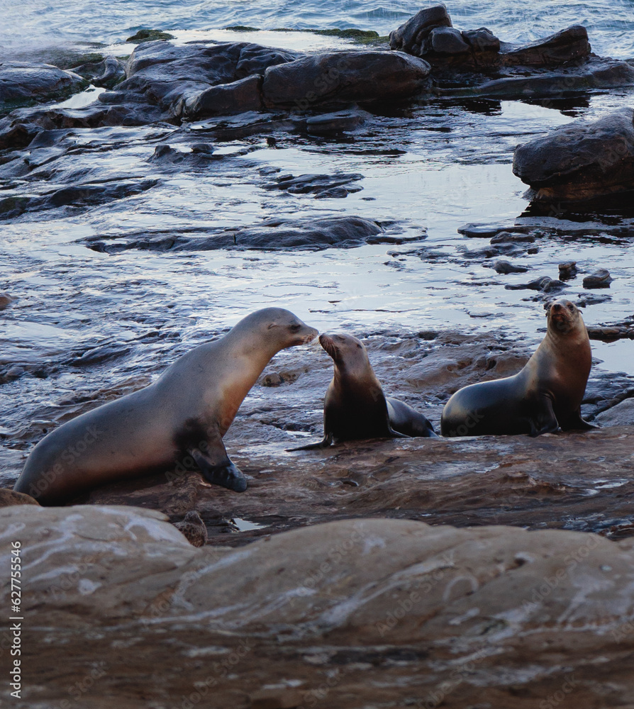 Fototapeta premium California Sea Lions Zalophus californianus in La Jolla, San Diego, California
