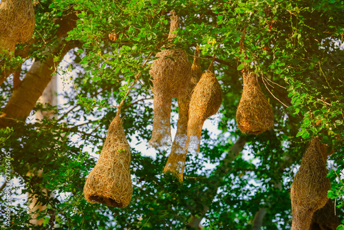 Selective focus on baya weaver bird nest made of hay, hanging on three photo