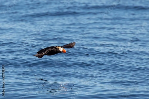 Flying tufted puffin