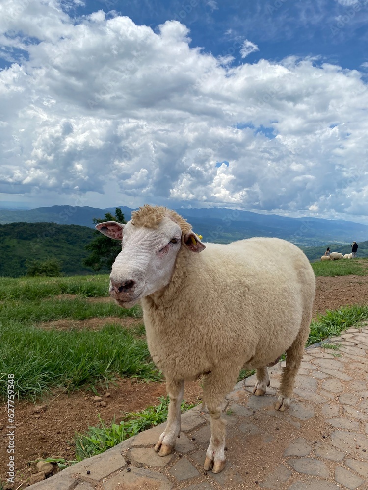 Obraz premium Sheep farm