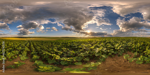Fototapeta Naklejka Na Ścianę i Meble -  spherical 360 hdri panorama among farming field of young green sunflower with strom clouds on evening  sky before sunset in equirectangular seamless projection, as sky replacement