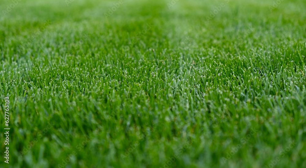 Close-up green grass, natural greenery texture of lawn garden. Stripes after mowing lawn court. Lawn for training football pitch, Golf Courses.