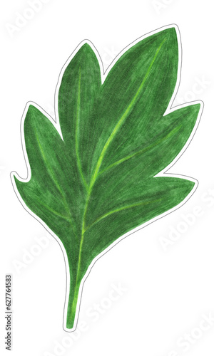 Green Leaf of Chrysanthemum Isolated on White Background. Flower Leaf Element Drawn by Color Pencil.