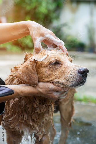 The girl's hands wash the dog in a bubble bath. The groomer washes his golden retriever with a shower.Dogs are bathed with soap and water.