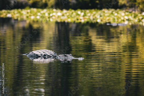 large Alligator in a blackwater swamp with lily pads in the background