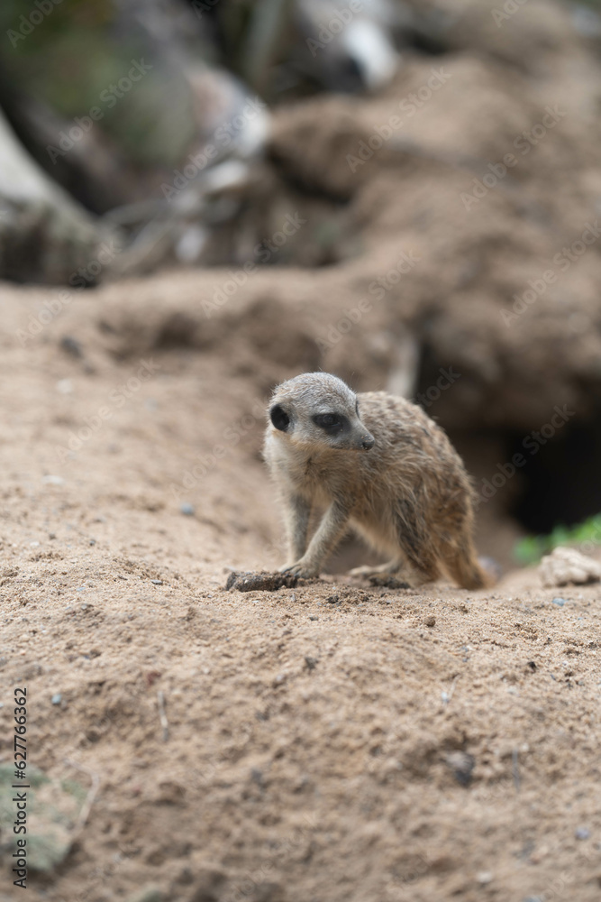 Erdmännchen in der Natur Erdmännchen in der Natur