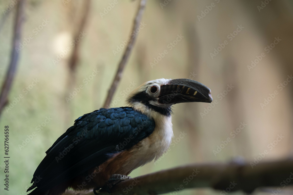Fototapeta premium Vogel sitzt auf einem Ast