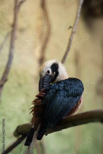 Vogel sitzt auf einem Ast
