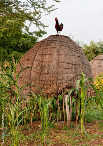 Rooster On Top Of Bodi Tribe Village Thatch Hut Omo Valley Ethiopia photo