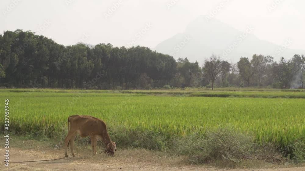 Cow calf eating next to a rice field with a mountain in the background Cow calf eating next to a rice field with a mountain in the background