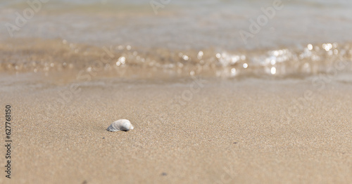 White mussel on the sand of the seashore. Summer background.