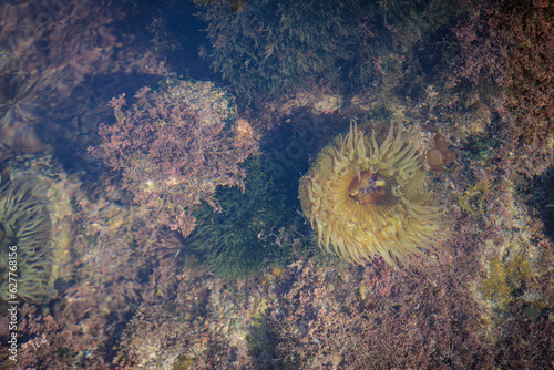 Sea anemone La Jolla San Diego California
