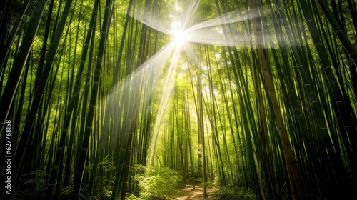 Bamboo forest with the sun ...