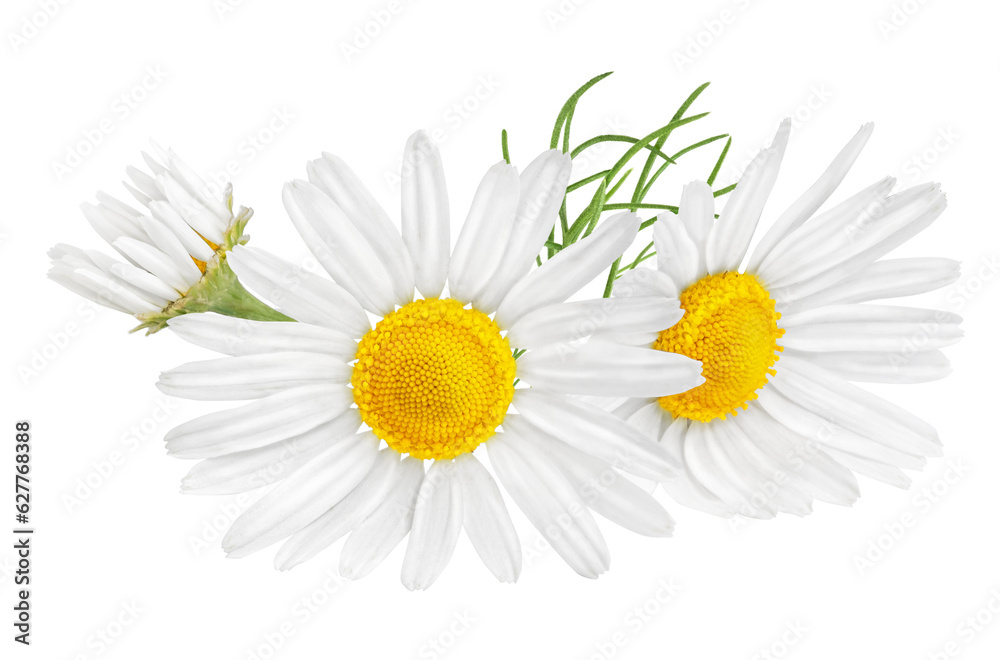 Chamomile flower isolated on white or transparent background. Camomile medicinal plant, herbal medicine. Two chamomile flowers with green leaves. - obrazy, fototapety, plakaty 