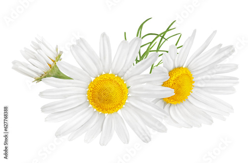 Chamomile flower isolated on white or transparent background. Camomile medicinal plant, herbal medicine. Two chamomile flowers with green leaves.
