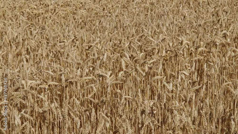 Field of ripe wheat in sunny day with wind gusts Field of ripe wheat in sunny day with wind gusts
