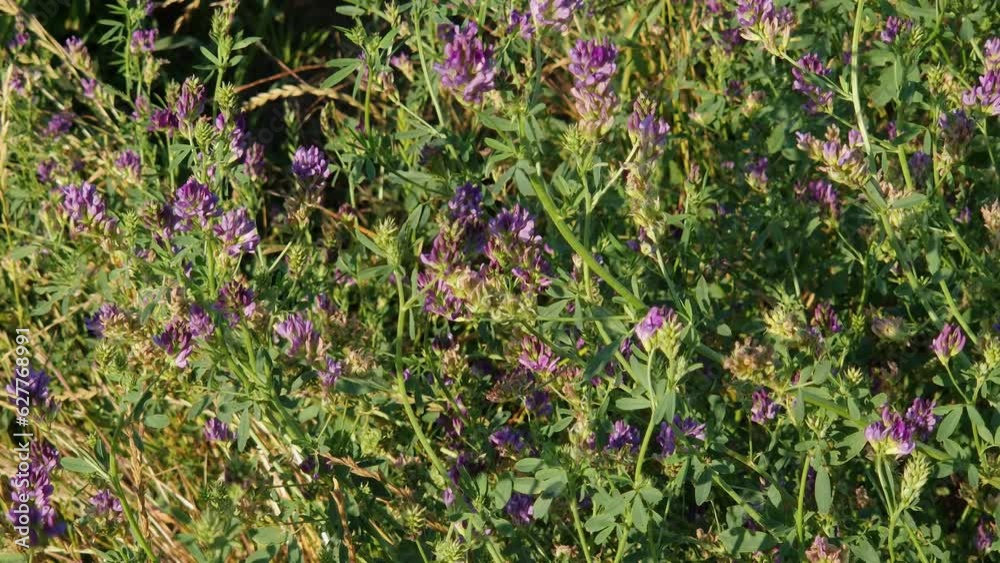Stems of blooming alfalfa on a field in sunny day Stems of blooming alfalfa on a field in sunny day