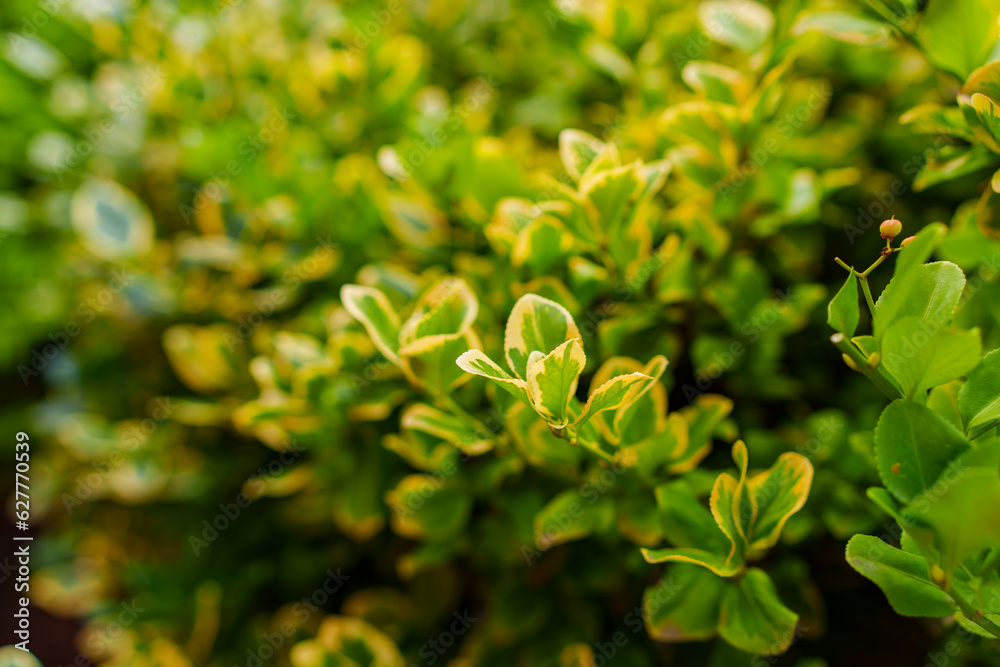 The leaves of the boxwood bush are evergreen. The leaves of the boxwood bush are evergreen.