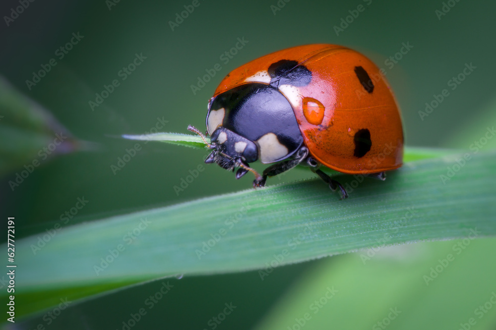 Naklejka premium ladybug