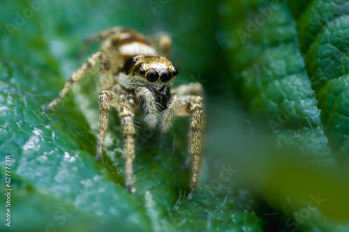 Zebra spider female (Salticus scenicus) © Stefan Süßkow