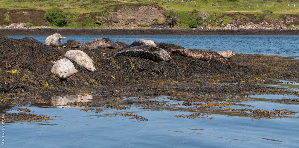 Fototapeta premium Loch Dunvegan, Isle of Skye, Scotland, UK. 5 June 2023. Grey seals laying on rocks covered with seaweed off Dunvegan, Isle of Skye in the Scottish Highlands UK.