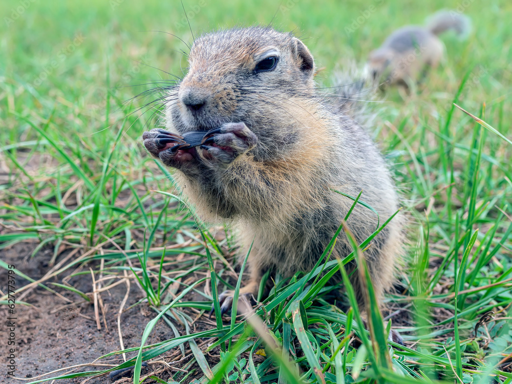 Naklejka premium Prairie dog holding a sunflower seed at front paws and eating its