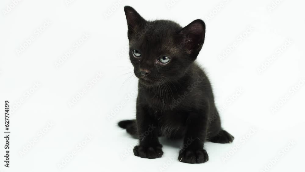 Black little kitten sitting down  and looking at camera on a white backgroun. Black cat. 
