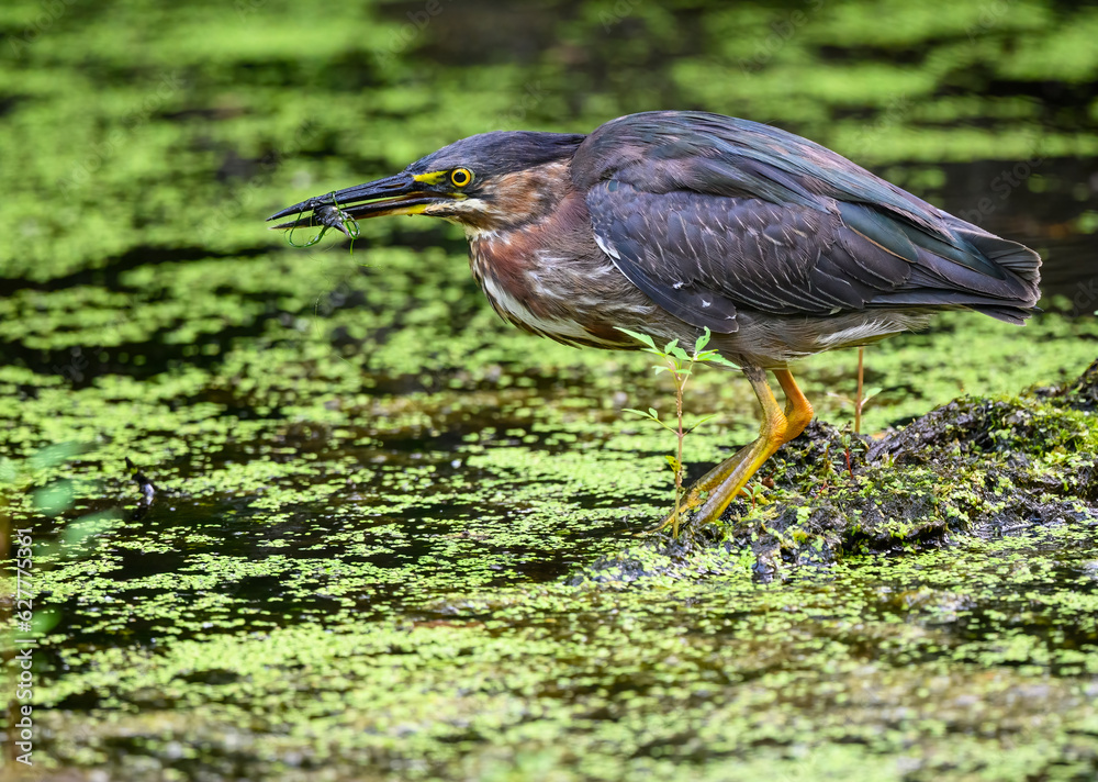 Green Heron caught a minnow in the pond Green Heron caught a minnow in the pond