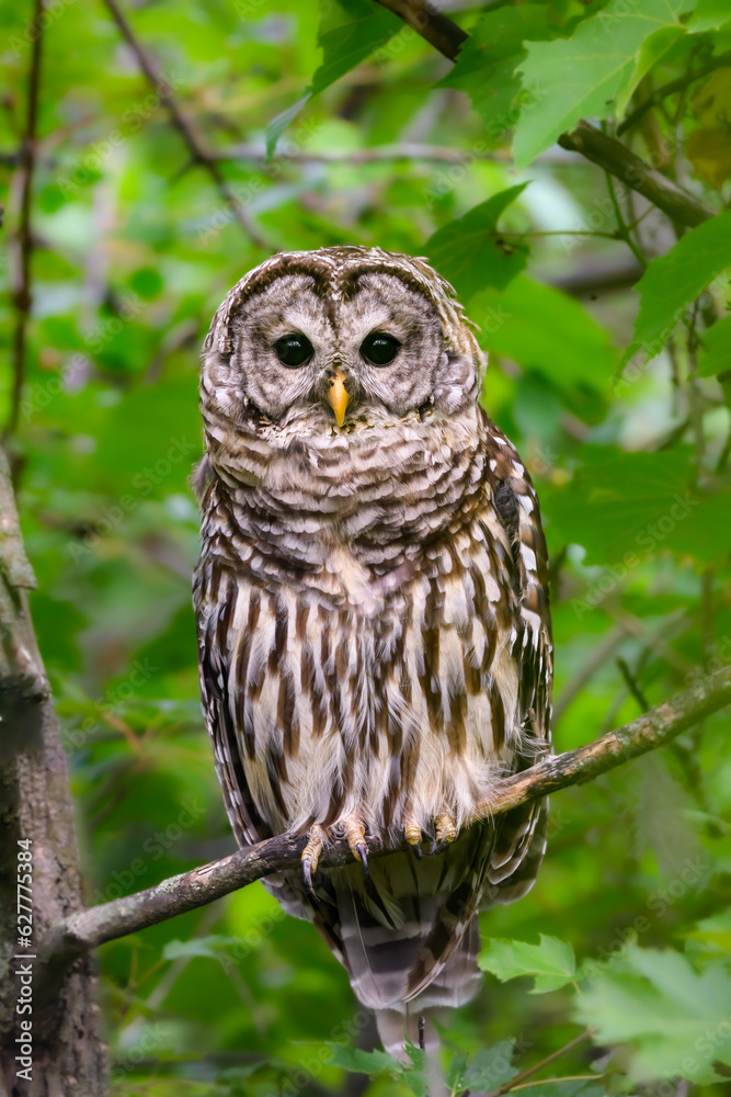 Barred Owl closeup portrait on tree branch against green leaves Barred Owl closeup portrait on tree branch against green leaves