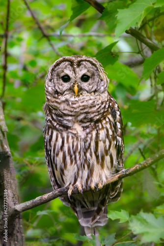 Barred Owl closeup portrait on tree branch against green leaves