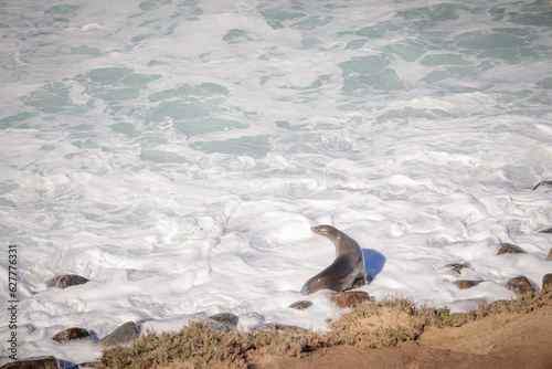 Sea Lion Playing in the Surf