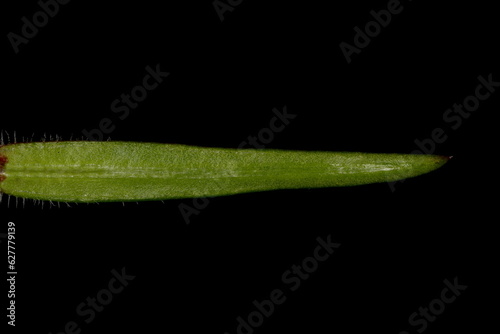 Creeping Phlox (Phlox subulata). Isolated Leaf Closeup