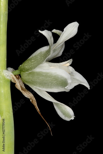 Drooping Star-of-Bethlehem (Ornithogalum nutans). Flower Closeup