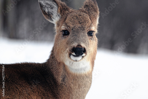 Whitetail Deer