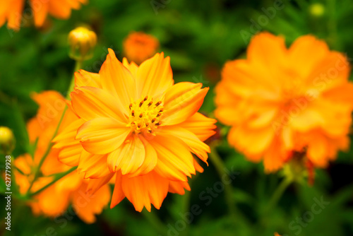 Closeup nature view of yellow flower used for background and fresh wallpaper concept