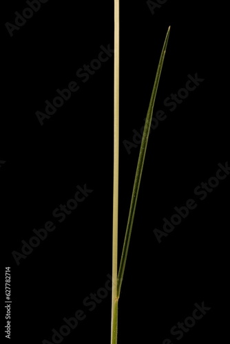 Red Fescue (Festuca rubra). Culm and Leaf Closeup © Valery Prokhozhy