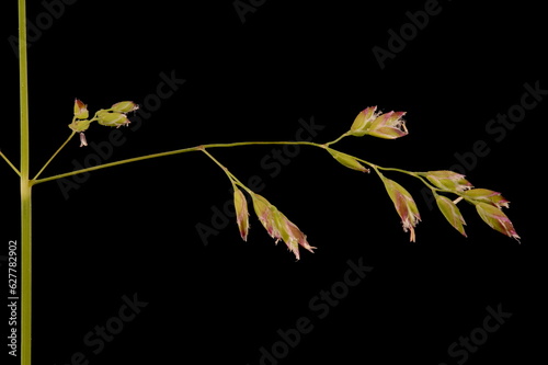 Smooth Meadow Grass (Poa pratensis). Inflorescence Detail Closeup